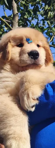 Filhotes lindos Golden Retriever disponível