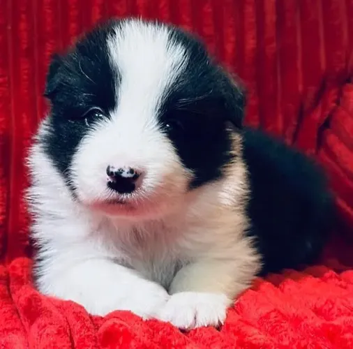 Filhotes de Border Collie | Sorrisos de quatro patas!