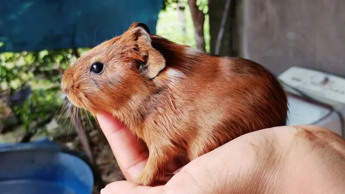 Porquinho da Índia