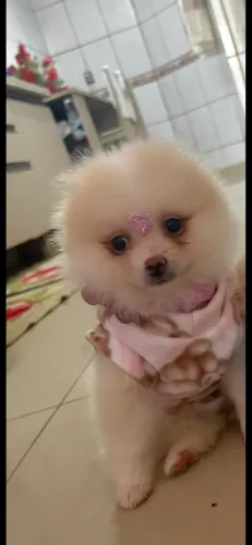 Cachorro - Lulu da Pomerania anão 