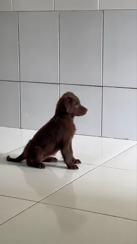 Filhote de labrador fêmea procura um lar responsável m