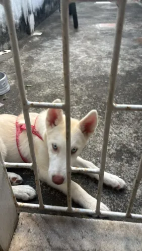 Husky siberiano