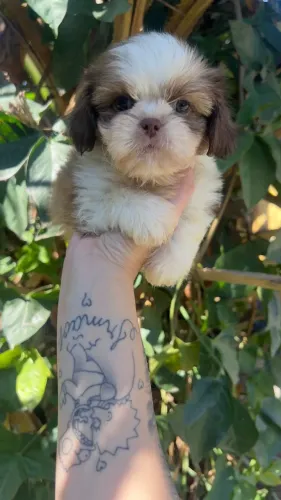 Shih Tzu Especial Para Encher A Casa De Alegria