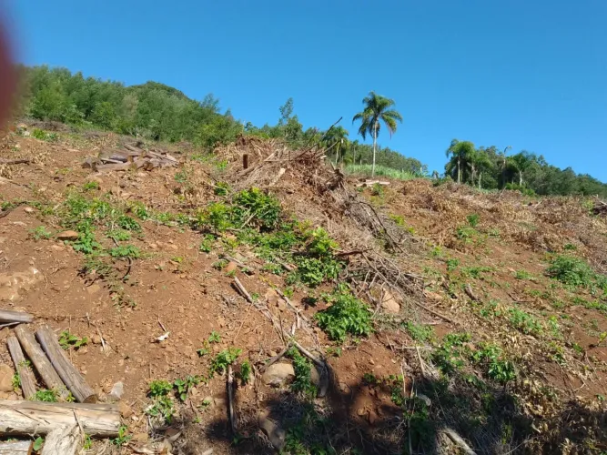 7 hectares de terra em Linha Cristo Rei (Morro Reuter)