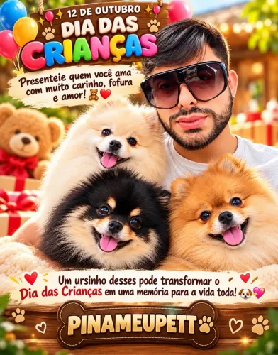 Spitz alemão anão macho