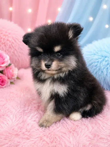 Lulu da Pomerania com pedigree