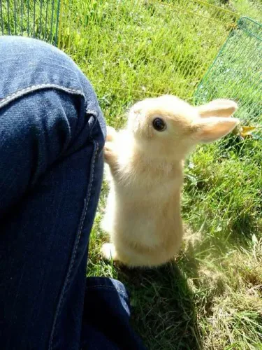Coelhos