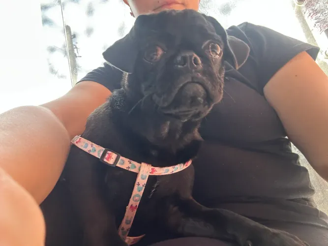 Raça pug ,cor preta fêmea 