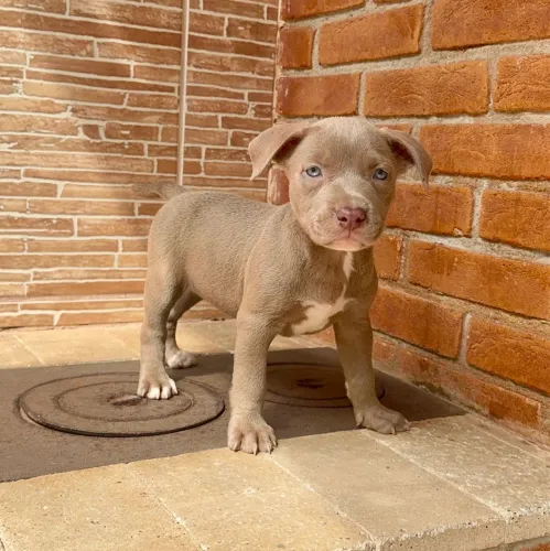 Pitbull Filhote - Muito Forte e Carinhoso
