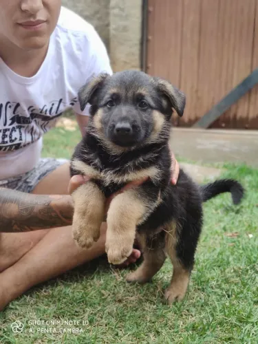 Pastor Alemão Fêmea Capa Preta Padrão PM com Pedigree 