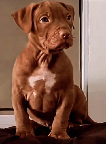 Pitmonster