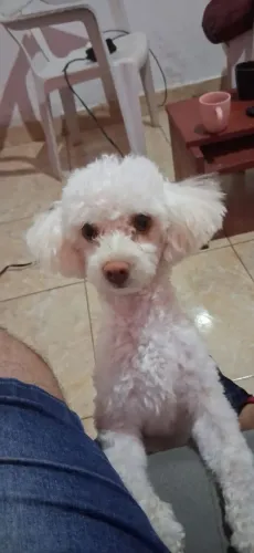 Animal