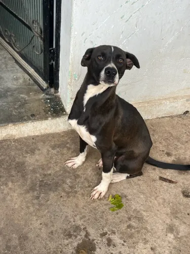 Cão para adoção