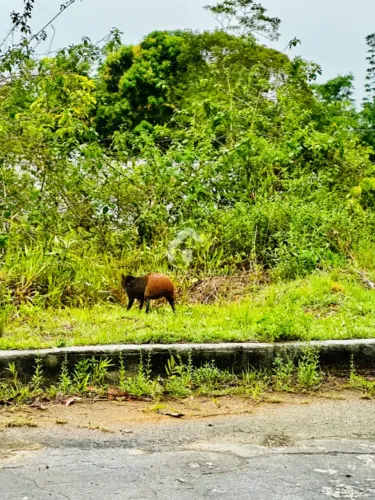 Vendo ou Troco, Lote Bosque das Palmas, Ponta Negra 345m2