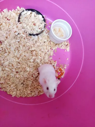 Hamster 