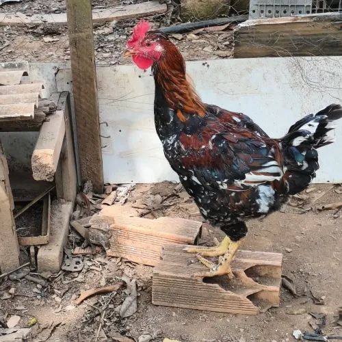 frango GSB