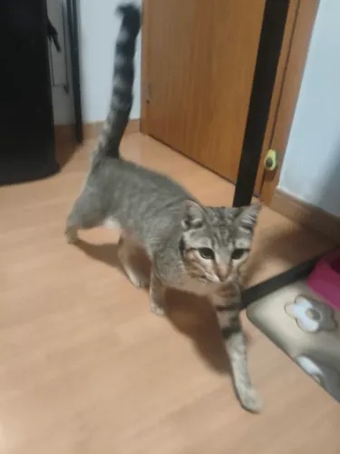Doa-se gata filhote siamês 