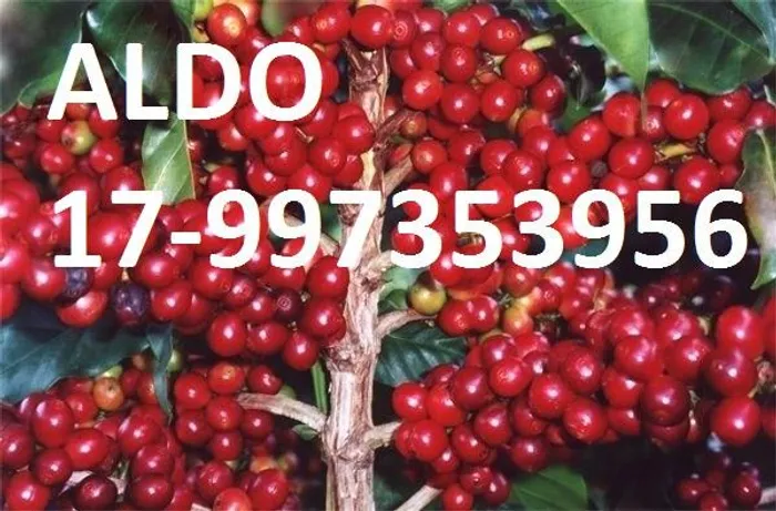 NPK Líquido - Adubo de café