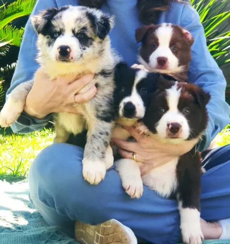 Filhote Border Collie