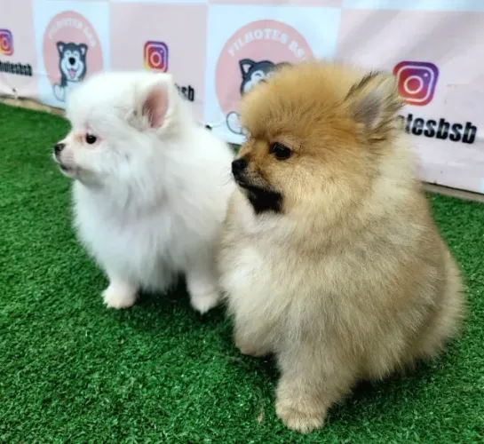 Spitz Alemão ( Lulu da Pomerânia) Anão macho - Pedigree CBKC - 12x sem juros