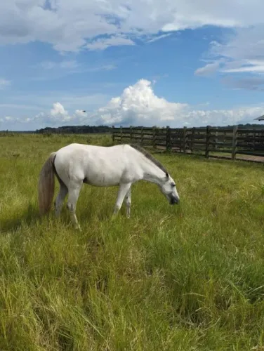 A.Moua Gestor Imobiliario Vende 1 Fazenda Pecuaria com 608 ha em Bragança Pará