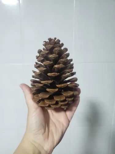 Pinhas Naturais para Artesanato, Decoração, Enfeite de Natal, animais e roedores.