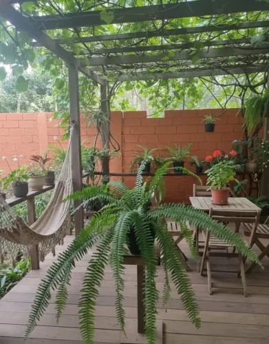 LINDAS SAMAMBAIAS PLANTA NATURAL PARA DECORAR SEUS AMBIENTES ENTREGO