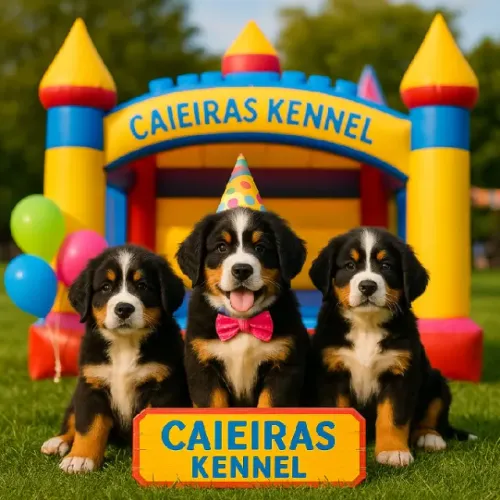 Bernese especial Dia das Crianças - últimos filhotes disponíveis!