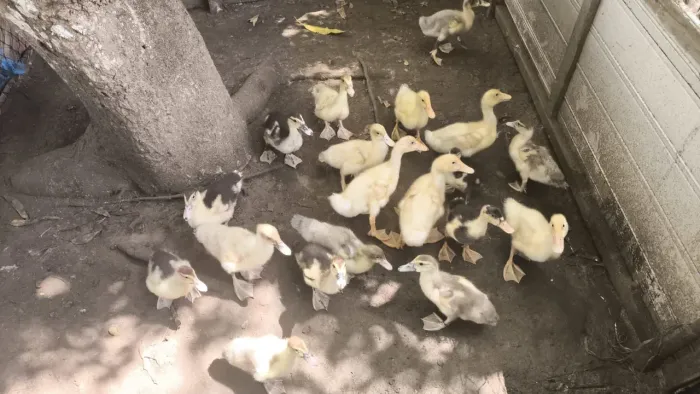 Patos, patinhos e ovos 