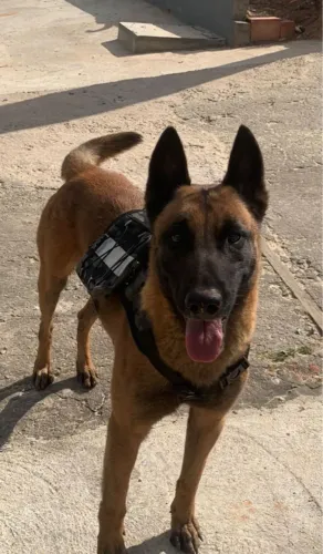 Cão da raça Pastor Belga Malinois filhotes