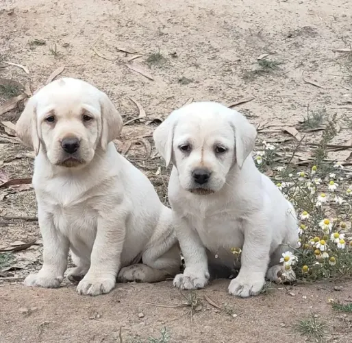 Labrador O Cão com a Personalidade Mais Divertida que Você Vai Conhecer!
