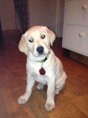 Filhote de Labrador fira verde com vermelha 