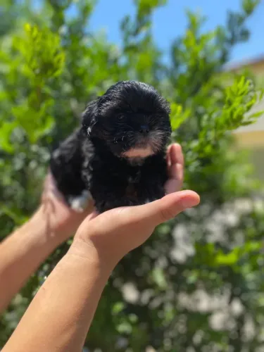 Fêmea de Lhasa apso com 50 dias vacinada na cor preto com branco - Alberto