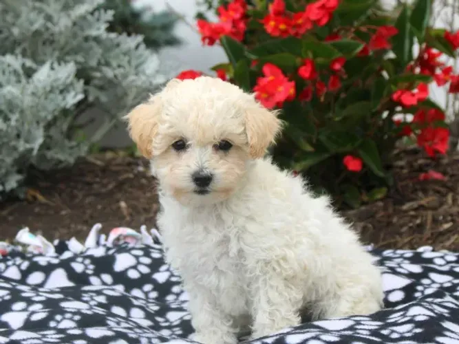 Poodle toy apricot pequeno e saudável