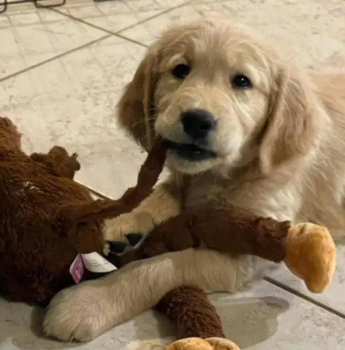Filhote Golden Retriever, Seu novo amor de quatro patas te espera!