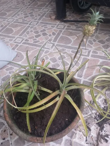 Abacaxi de jardim muda