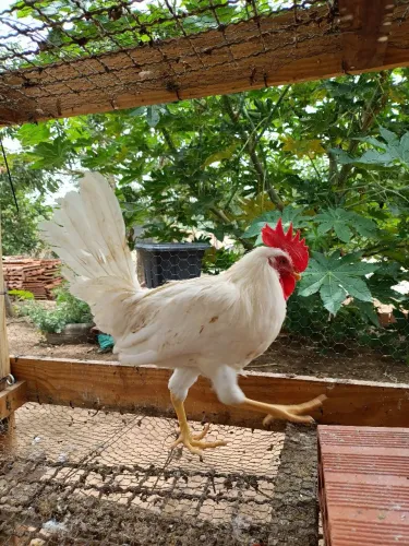 Galo legorne 4 meses 