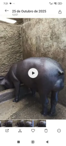 Porco suínos Nilo x Duroc