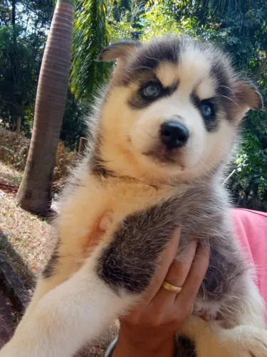 Husky Siberiano