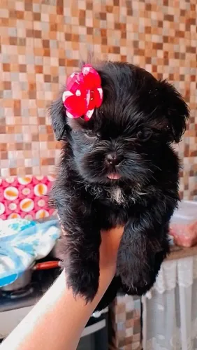 Filhote Shih Tzu macho 800 fêmea 1200