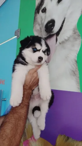 Filhote de husky siberiano