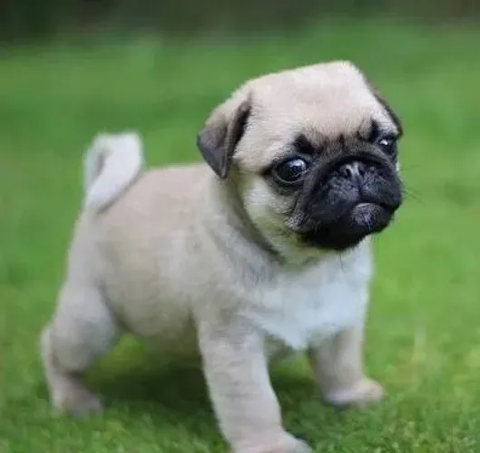 Pug os mais fofos de são Paulo