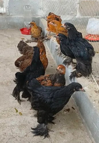 Frangos Brahma