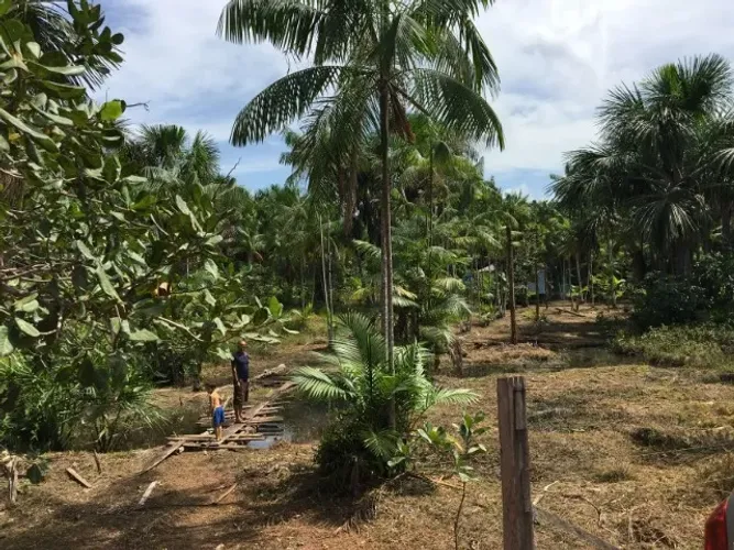 Sítio 250 x 2.000  Presidente Figueiredo BR 174 km 128   70.000 