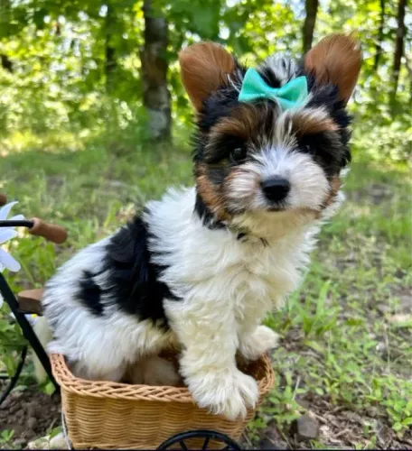 Encantador Biewer Terrier Macho com Garantia de Saúde