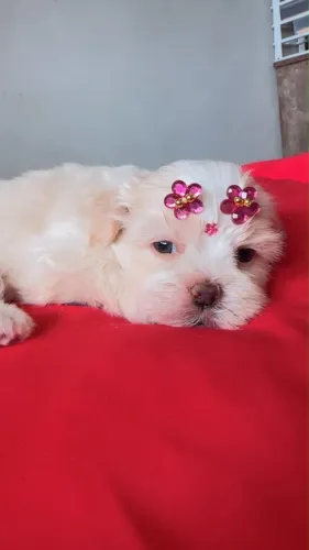 Vendo filhote de shih tzu fêmea !!