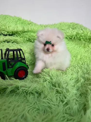 Spitz Alemão Anão Lulu da Pomeranea macho 