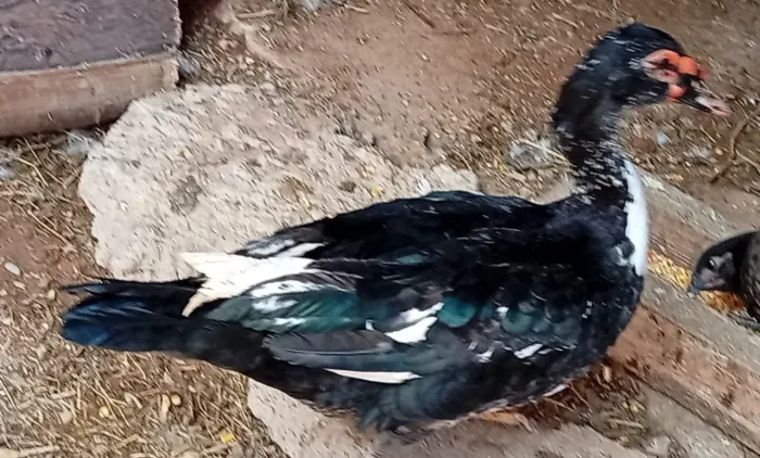Lindo Pato 