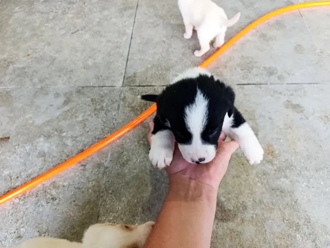Doação de Filhotes de Labrador 
