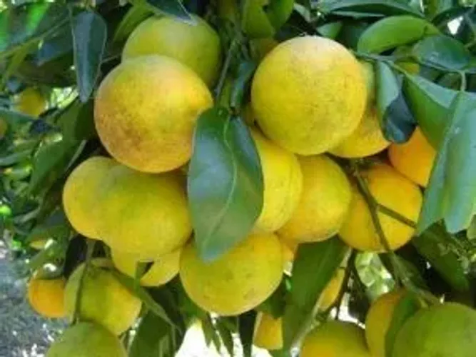 Limeira Lima da Pérsia enxertada (vendo mudas enxertadas)